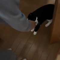 子どもの手の匂いを嗅いでいる猫