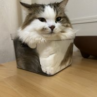 ケースに入った猫