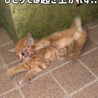 ケガをした猫