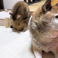 ホットカーペットの上の2匹