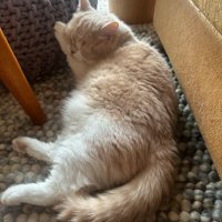 寝ている猫