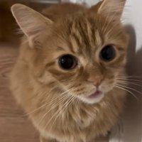 見つめる猫
