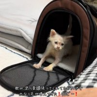 再び扉を開ける猫