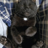 飼い主の膝の上でへそ天で眠る黒猫