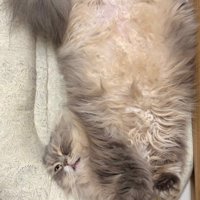 長毛猫の仰向け
