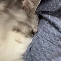 抱き着く猫