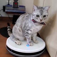 ロボット掃除機に乗る猫3