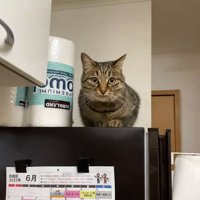 冷蔵庫の上にいる猫