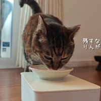 ヨーグルトを食べるりんちゃん
