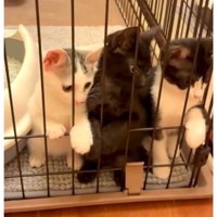 ケージの中にいた子猫たち