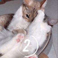 こちらを見つめる2