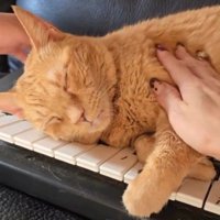 ソファで寝る猫