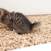 トイレ中の子猫