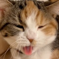 口を開く猫