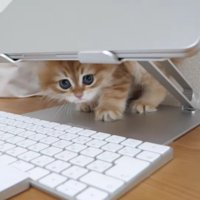 ノートPCとキーボードの間からのぞく子猫