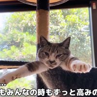 高みの見物リノ姫