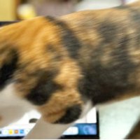 パソコンの上を歩く猫