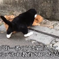 首根っこを噛まれる茶トラ猫