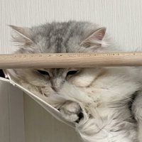 頭を木製ポールにくっつけているサイベリアン