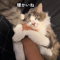 手をぎゅっと抱きしめる猫