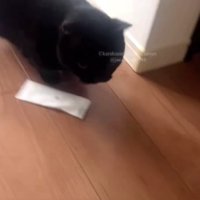 おしぼりを落とす黒猫