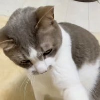 目を開いて飼い主の手に前足を乗せているサバ白