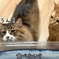 手前に生のサンマ、奥に猫2匹