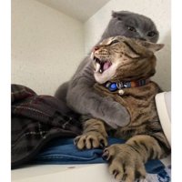 じゃれあっている猫たち