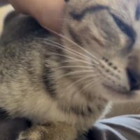 目を細めているキジトラ猫