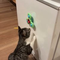 おもちゃに鼻を近づける猫