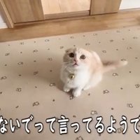 上を見上げる子猫