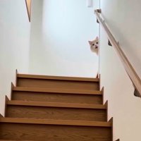 階段上で鳴く猫