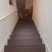 階段を下りきった2匹の猫