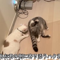 アメリカンカールの猫をなめる猫