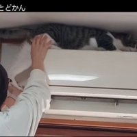 エアコンに登る猫