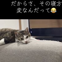 カメラ目線の猫の写真1