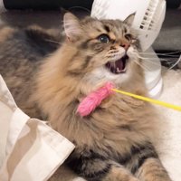 猫じゃらしで遊ぶ猫
