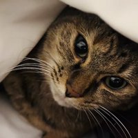 布団の中のキジトラ猫