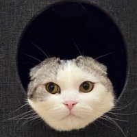 穴から顔を出す猫