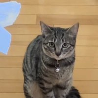 しっぽを足元に巻いて見上げる猫