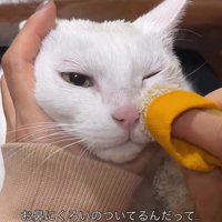 顔を拭かれる猫