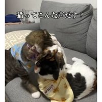 ケンカしている猫たち