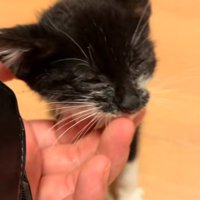 きれいになった子猫