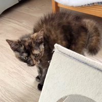 威嚇続ける猫