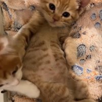 茶トラのおなかに手を置く茶白