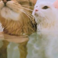 湯船に浸かっている2匹の猫