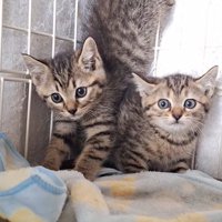 ケージの中の2匹の子猫