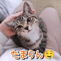 見上げる子猫