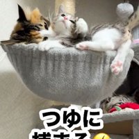 キジトラ白の子猫を前足で抱え込む三毛猫
