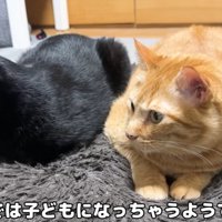 並んで座っている猫